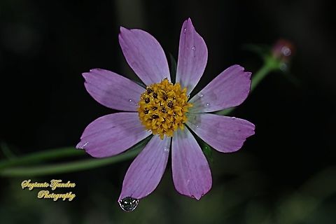 Bunga Kenikir Ungu (Cosmos caudatus)  Cosmos caudatus,Geotagged,Indonesia,Kenikir,Spring