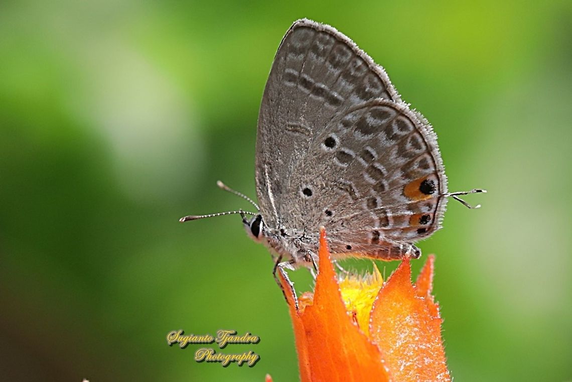Cycad Blue Butterfly, Chilades pandava pandava - lowerside  Chilades pandava,Geotagged,Indonesia,Plains Cupid,Spring