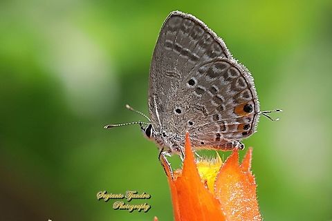 Cycad Blue Butterfly, Chilades pandava pandava - lowerside  Chilades pandava,Geotagged,Indonesia,Plains Cupid,Spring