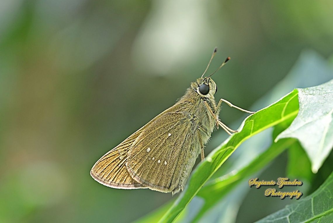 Skipper Butterfly, small branded swift (Pelopidas agna)  Dark branded swift,Geotagged,Indonesia,Pelopidas agna,Spring