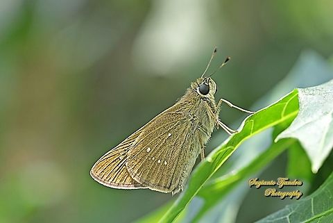 Skipper Butterfly, small branded swift (Pelopidas agna)  Dark branded swift,Geotagged,Indonesia,Pelopidas agna,Spring