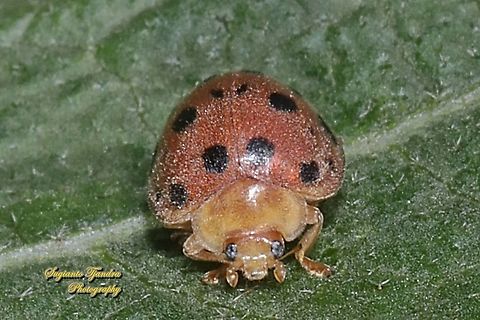 Lady Beetle, Coccinellidae  Geotagged,Indonesia,Spring