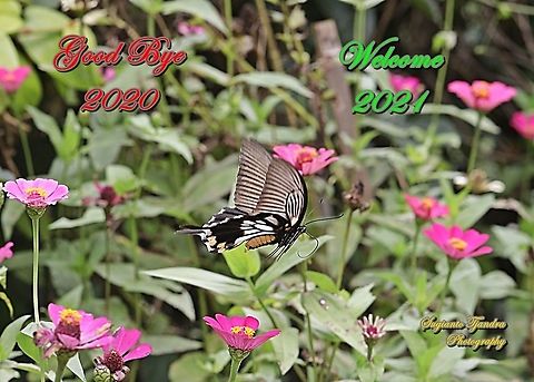 Great Mormon Swallowtail Butterfly, Papilio memnon, (Papilionidae) flying over the Zinnia flowers  Geotagged,Great Mormon,Indonesia,Papilio memnon,Summer