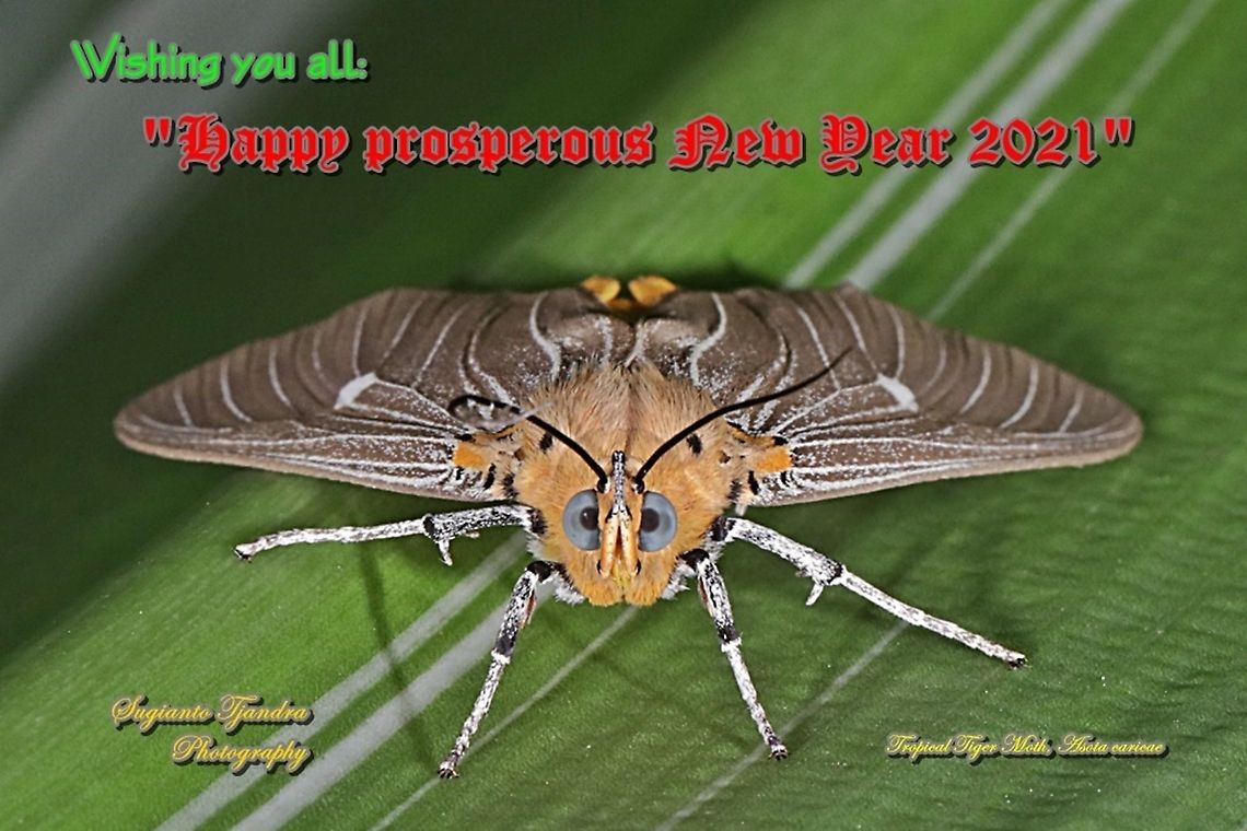 Tropical Tiger Moth, Asota caricae  Asota caricae,Geotagged,Indonesia,Summer,Tropical tiger moth