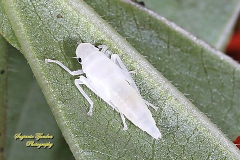 Orange leafhopper nymph, Bothrogonia addita  Bothrogonia addita,Geotagged,Indonesia,Orange Sharpshooter,Summer