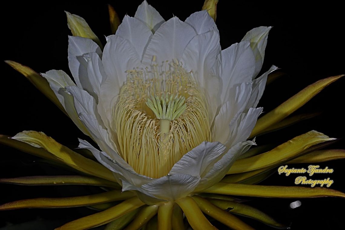 Dragon cactus flower, aka pitaya  Geotagged,Indonesia,Summer
