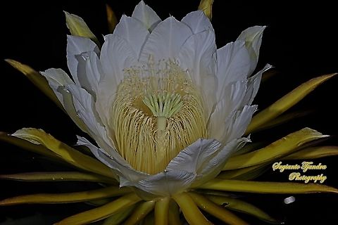 Dragon cactus flower, aka pitaya  Geotagged,Indonesia,Summer