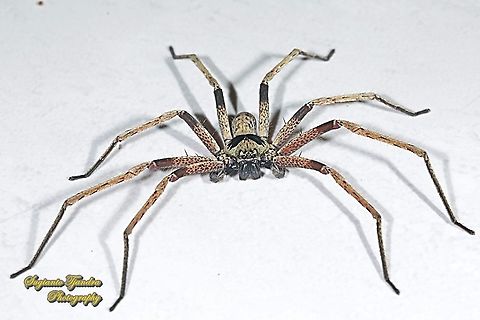 Hauntsman Spider, Heteropoda venatoria, family Sparassidae  Geotagged,Giant Crab Spider,Heteropoda venatoria,Indonesia,Summer