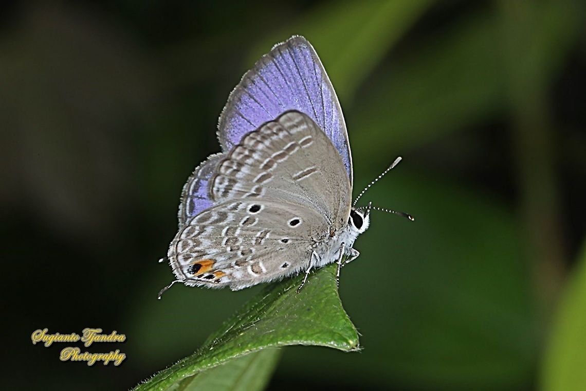 Cycad Blue Butterfly, Chilades pandava pandava - lowerside  Chilades pandava,Geotagged,Indonesia,Plains Cupid,Spring