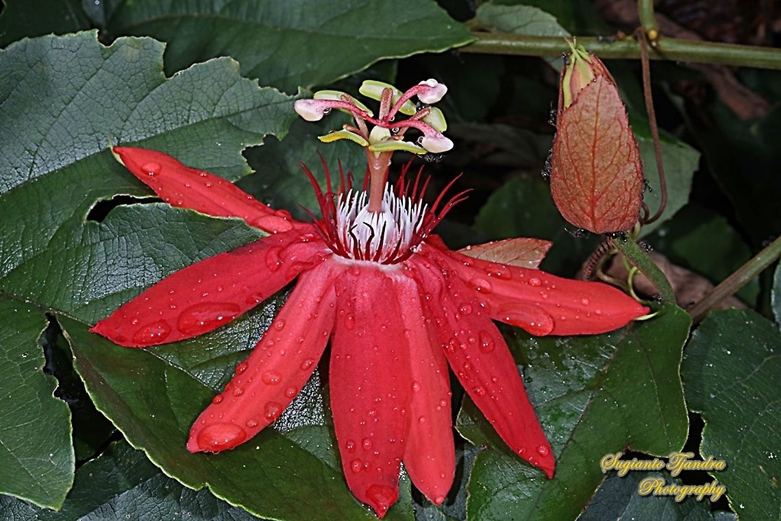 The Crimson Passion Flower, Passiflora vitifolia (Passifloraceae)  Crimson passion flower,Geotagged,Indonesia,Passiflora vitifolia,Summer