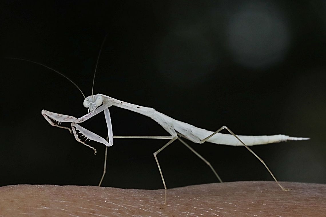Praying Mantis/Giant Asian Mantis Nymph, Hierodula Sp  Geotagged,Indonesia,Summer