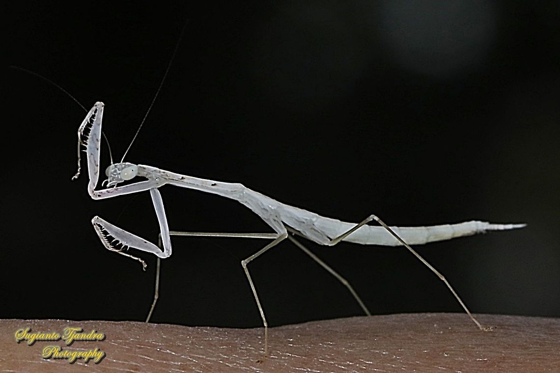 Praying Mantis/Giant Asian Mantis Nymph, Hierodula Sp  Geotagged,Indonesia,Summer