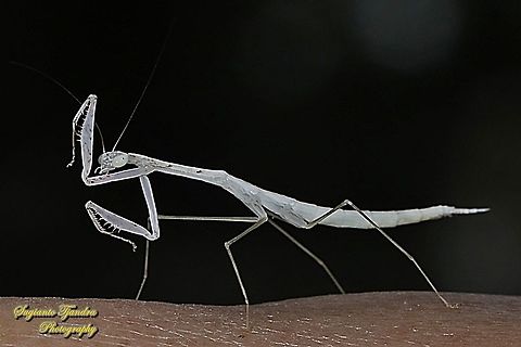 Praying Mantis/Giant Asian Mantis Nymph, Hierodula Sp  Geotagged,Indonesia,Summer