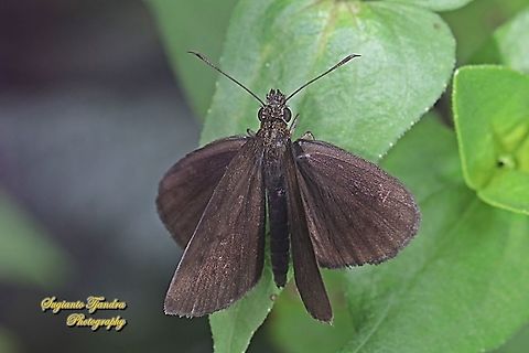 Skipper butterfly, the forest hopper, Astictopterus jama jama  Astictopterus jama,Forest hopper,Geotagged,Indonesia,Summer