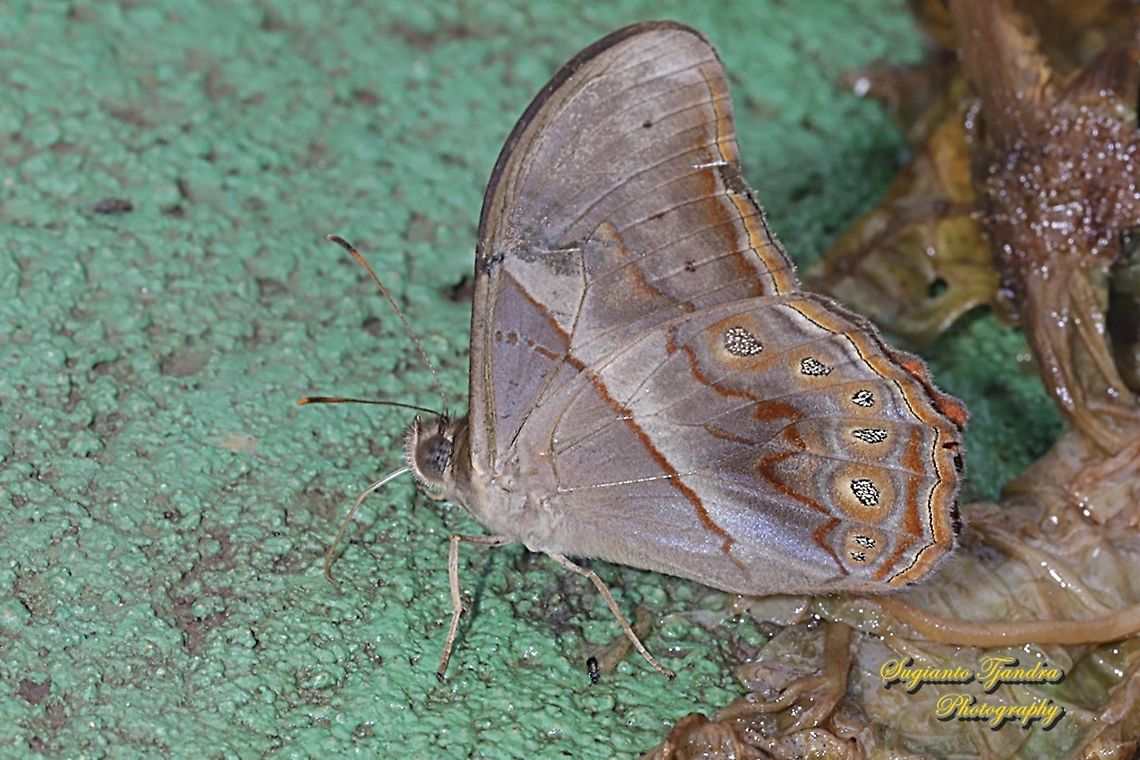 The angled red forester, Lethe Chandica - lowerside  Angled Red Forester,Geotagged,Indonesia,Lethe chandica,Summer