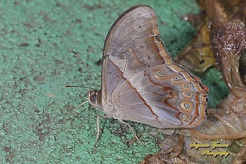 The angled red forester, Lethe Chandica - lowerside  Angled Red Forester,Geotagged,Indonesia,Lethe chandica,Summer