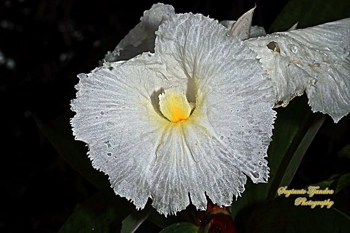 Crepe Ginger flower, Costaceae  Geotagged,Indonesia,Summer