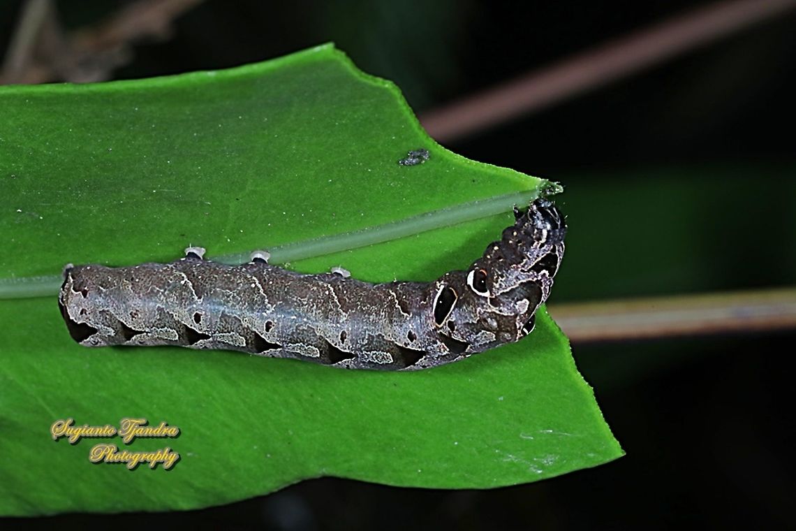 Noctuidae Caterpillar  Geotagged,Indonesia,Summer