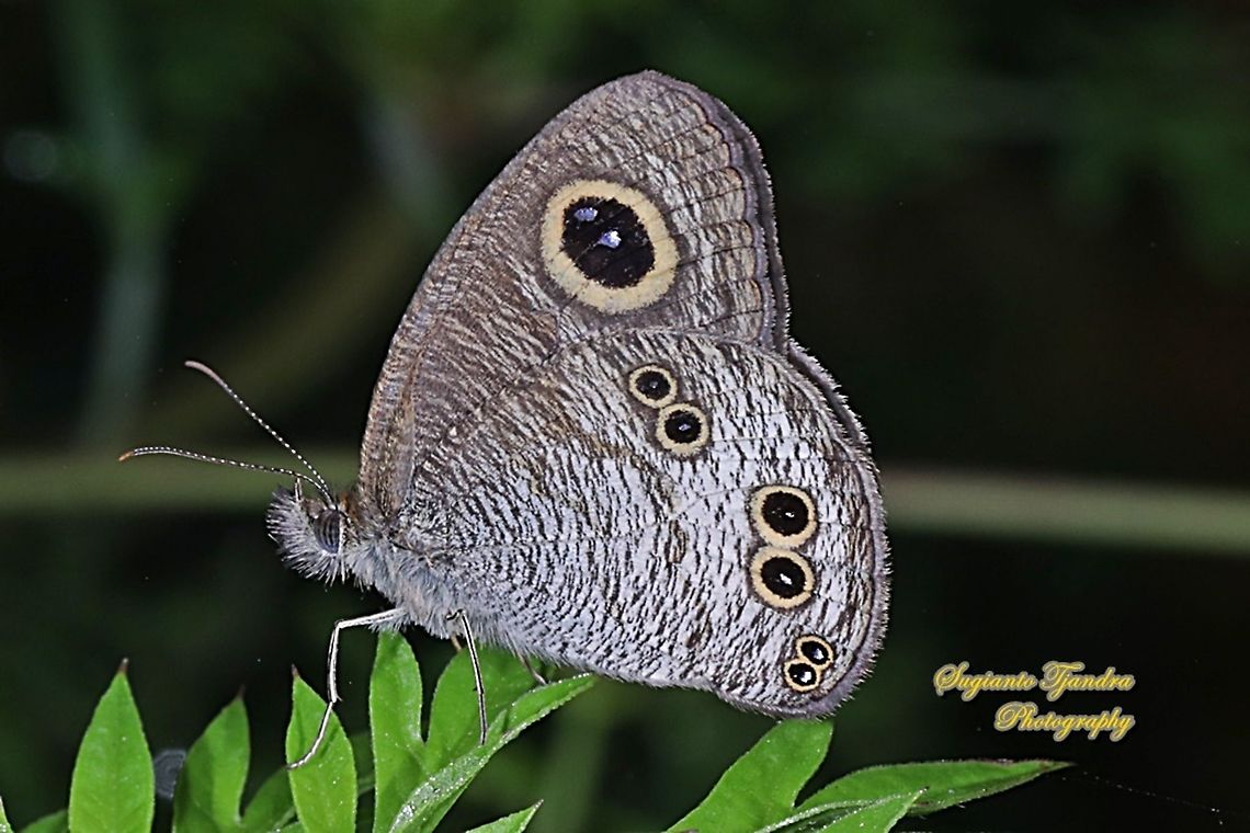 The baby fivering butterfly, Ypthima philomela philomela  Baby fivering,Geotagged,Indonesia,Summer,Ypthima philomela
