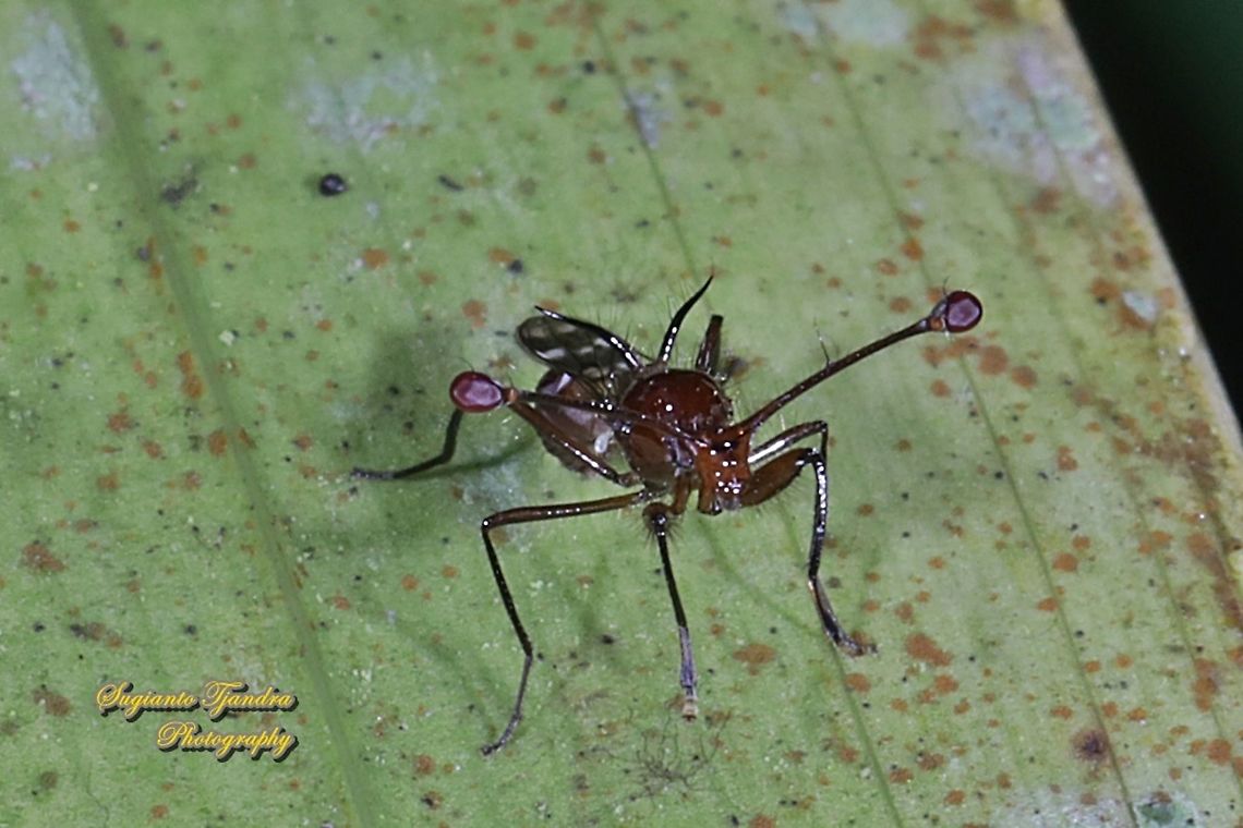 Stalk-eyed fly, Diopsidae Sp  Geotagged,Indonesia,Summer
