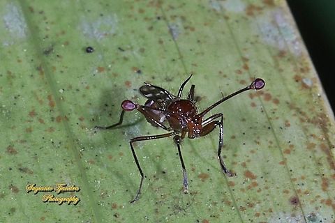Stalk-eyed fly, Diopsidae Sp  Geotagged,Indonesia,Summer