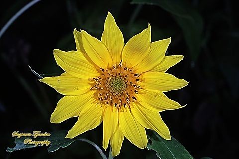 Yellow Flower  Geotagged,Giant sunflower,Helianthus giganteus,Indonesia,Summer