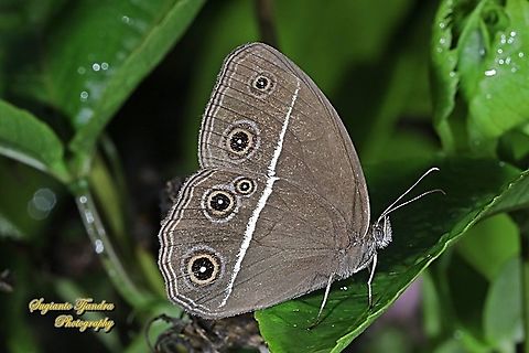 Dark grass-brown, Orsotriaena medus  Dark grass-brown,Geotagged,Indonesia,Orsotriaena medus,Summer
