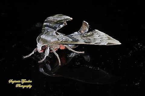 Durian Hawkmoths, Daphnusa ocellaris, Sphingidae  Daphnusa ocellaris,Geotagged,Indonesia,Summer