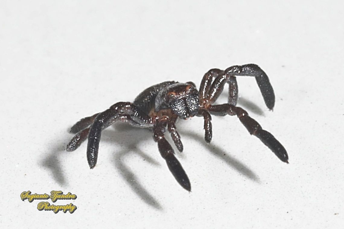 Black tiny crab spider (Stiphropus sp., Thomisidae)  Geotagged,Indonesia,Summer