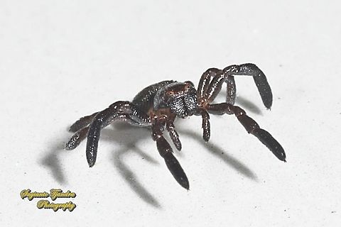 Black tiny crab spider (Stiphropus sp., Thomisidae)  Geotagged,Indonesia,Summer