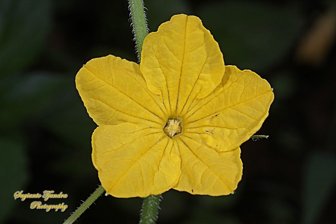 Cucumber flower, (Cucumis sativus)  Cucumber,Cucumis sativus,Geotagged,Indonesia,Summer