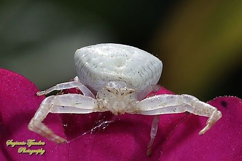 White Crab Spider, Thomisidae sp  Geotagged,Indonesia,Summer