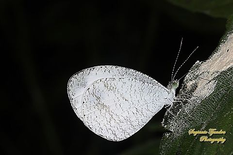 The Psyche, Leptosia nina chlorographa  Geotagged,Indonesia,Leptosia nina,Psyche,Summer