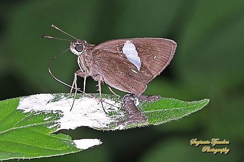 Skipper Butterfly, Common Banded Demon, Notocrypta paralysos  Common banded demon,Geotagged,Indonesia,Notocrypta paralysos,Summer