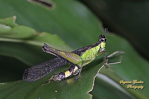 Monkey Hopper, Erucius sp.  Geotagged,Indonesia,Summer