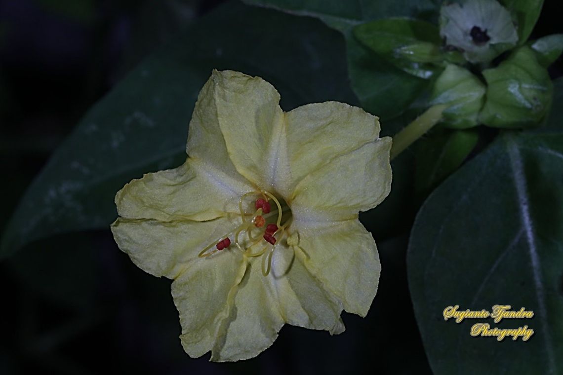 Kembang Pukul 4, Mirabilis Jalapa (Nyctaginaceae)  Geotagged,Indonesia,Marvel of Peru,Mirabilis jalapa,Summer