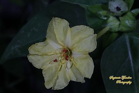 Kembang Pukul 4, Mirabilis Jalapa (Nyctaginaceae)  Geotagged,Indonesia,Marvel of Peru,Mirabilis jalapa,Summer