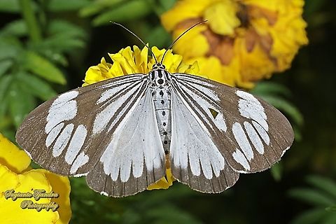 Marbled White Moth/White Tiger Moth, Nyctemera coleta sucking nectar on the yellow Mexican marigold, Tagetes erecta  Geotagged,Indonesia,Marbled White Moth,Nyctemera coleta,Summer
