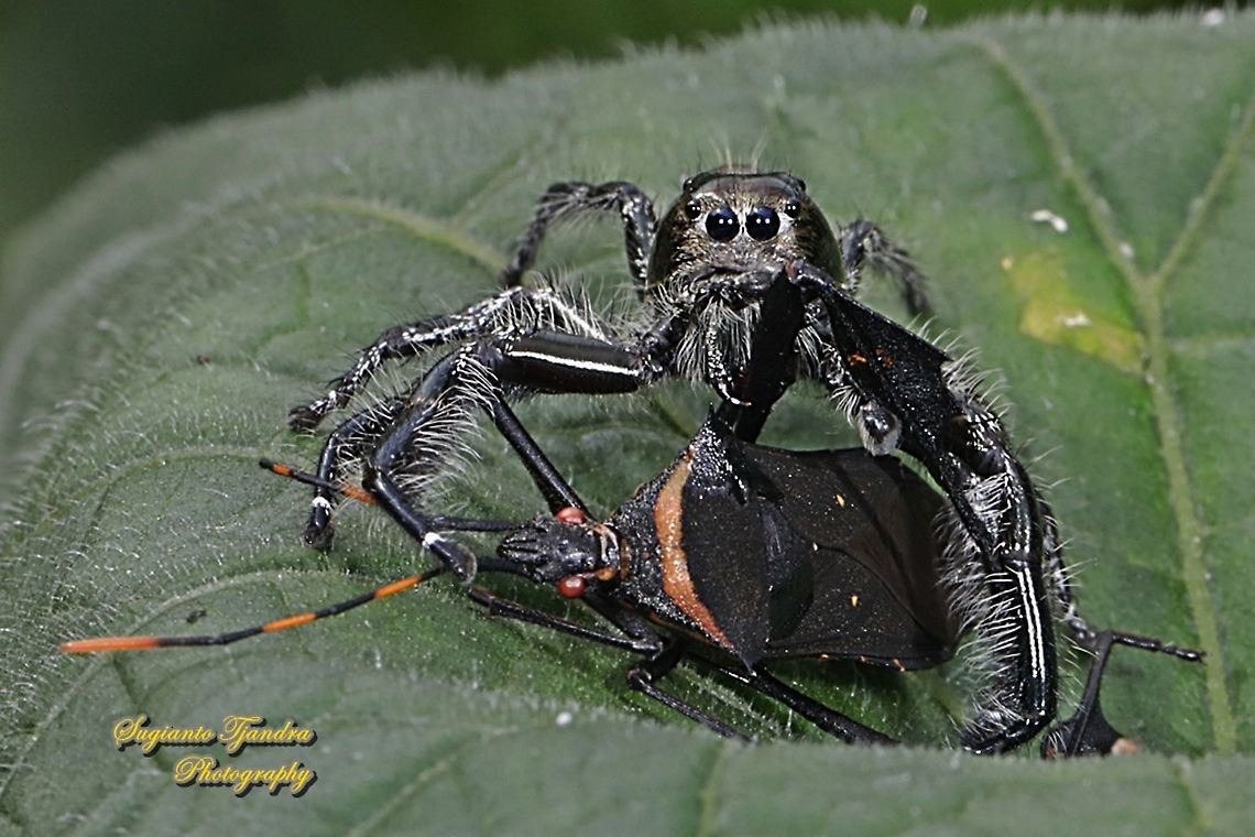 Jumping Spider, Hyllus diardi, Salticidae - Male w/big prey (Leaf-footed bug)  Geotagged,Hyllus diardi,Indonesia,Summer