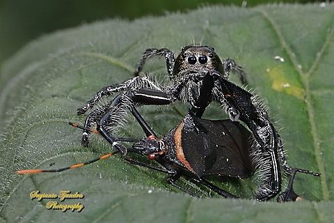 Jumping Spider, Hyllus diardi, Salticidae - Male w/big prey (Leaf-footed bug)  Geotagged,Hyllus diardi,Indonesia,Summer