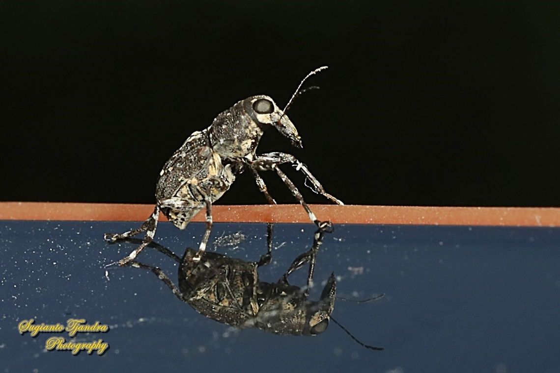 Fungus weevil, Anthribidae "landed on my Iphone"  Geotagged,Indonesia,Summer