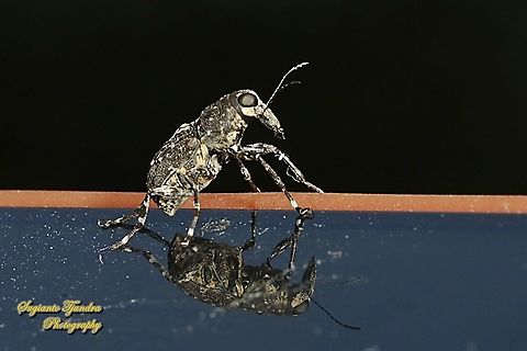 Fungus weevil, Anthribidae "landed on my Iphone"  Geotagged,Indonesia,Summer