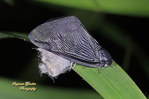 Black Planthopper (Ricaniidae)  Geotagged,Indonesia,Summer