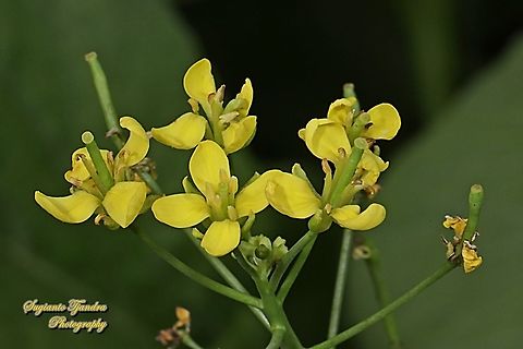 Flower of Choy Sum, Brassica chinensis var. parachinensis  Brassica chinensis,Brassica chinensis var. parachinensis,Brassica rapa,Brassica rapa var. parachinensis,Geotagged,Indonesia,Summer