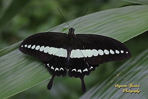 Papilio demolion demolion, the banded swallowtail  Banded Swallowtail,Geotagged,Indonesia,Papilio demolion,Summer