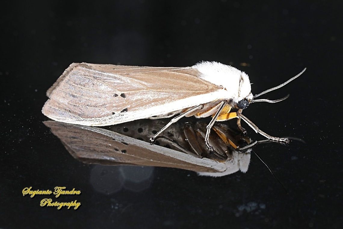 Tussock Moth, Creatonotos transiens sundana  Creatonotos transiens,Geotagged,Indonesia,Summer