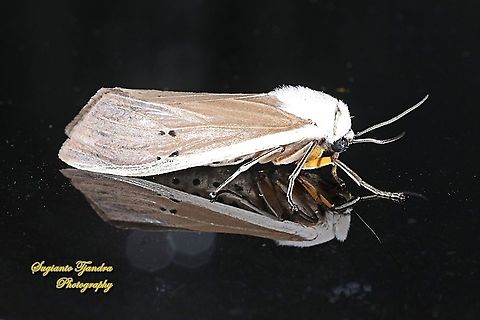 Tussock Moth, Creatonotos transiens sundana  Creatonotos transiens,Geotagged,Indonesia,Summer