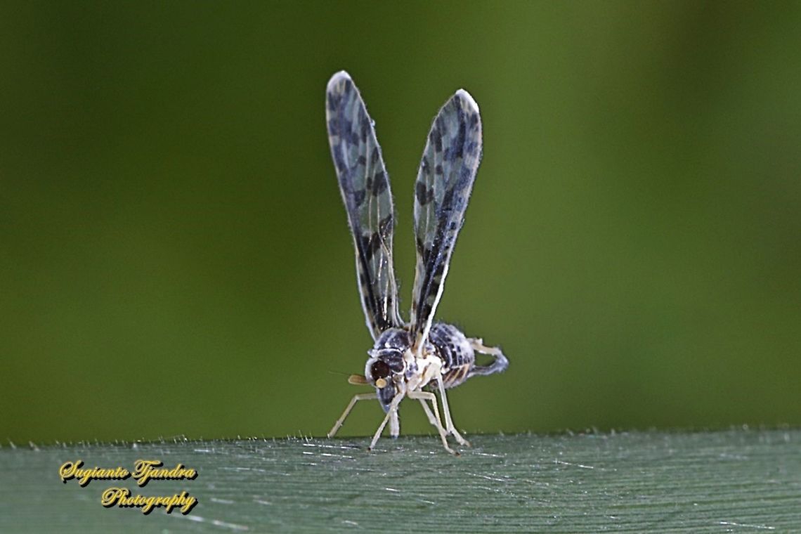 Derbid Planthopper, Derbidae  Geotagged,Indonesia,Summer