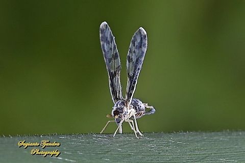 Derbid Planthopper, Derbidae  Geotagged,Indonesia,Summer