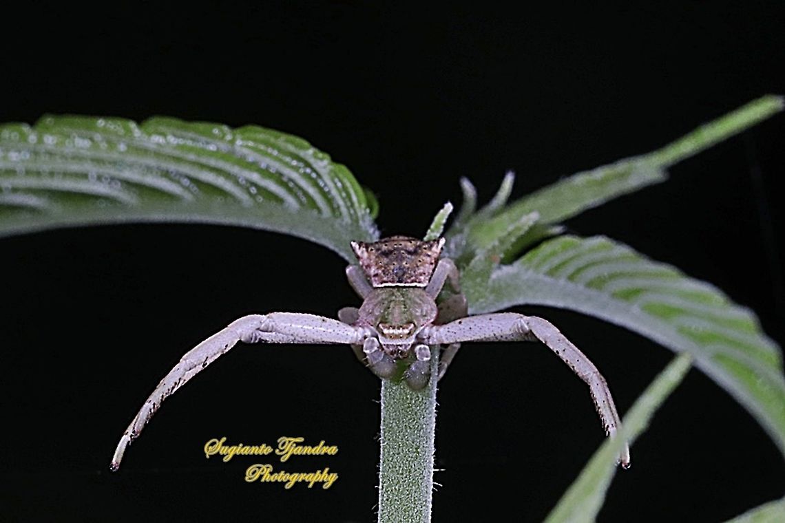 Thomisus Crab Spider, Thomisidae  Geotagged,Indonesia,Summer